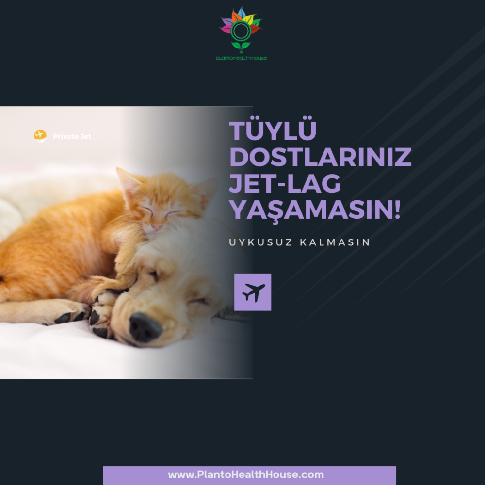 Jet Lag: Evcil Hayvanlarla Seyahat Etmenin İpuçları