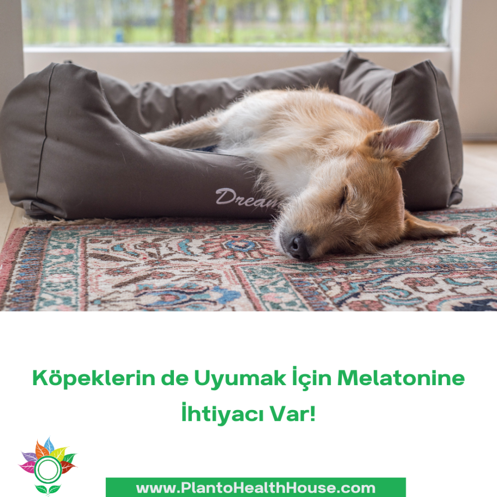 Köpekler ve Uyku: Melatonin Köpeğiniz İçin Neden Önemli?